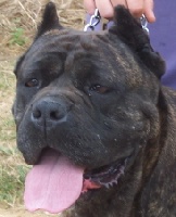 Savana des veilleurs de Syrius