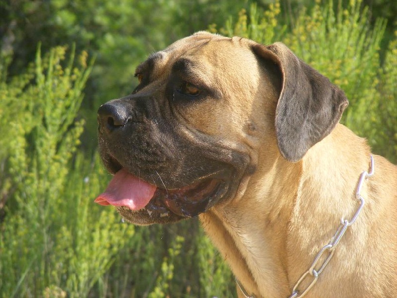 Bala des veilleurs de Syrius