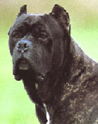 Les ancêtres de nos chiens