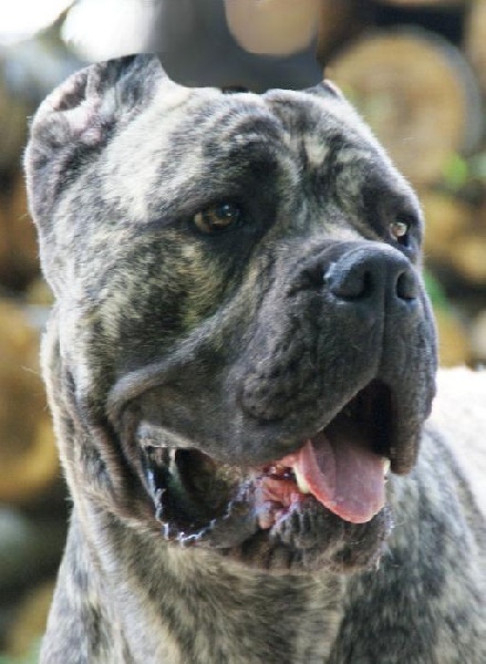 César