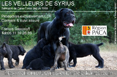 des veilleurs de Syrius